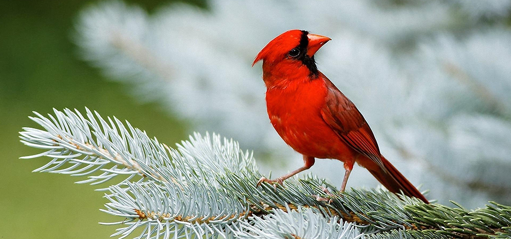 Cardinal